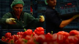 1001 locuri de munca este singurul site diferit de recrutare online. Munca Olanda Sortare Youtube