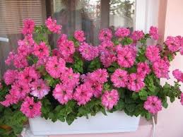 какие цветы посадить на клумбе чтобы цвели все лето фото Nizkoroslye Cvety Dlya Klumby Cvetushie Vse Leto Nazvaniya I Foto Cvetnik Plan Cvety V Gorshkah Cvety Vo Dvore