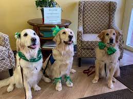Maybe you would like to learn more about one of these? Happy St Southern California Golden Retriever Rescue Facebook