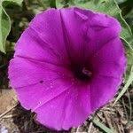 Image result for Ipomoea crassipes