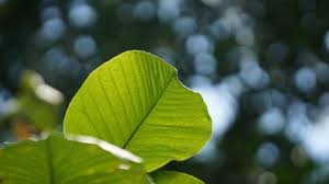 Daun ketapang adalah daun yang sangat berguna sekali untuk penyembuhan atau pengobatan ikan, mengerti dan tahu bagaimana cara mengolah daun ketapang adalah suatu hal yang sangat penting. Mengenal Manfaat Daun Ketapang Untuk Ikan Cupang