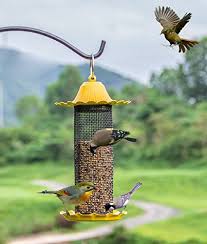 Bird Feeders For Small Birds Amazon Wandlee Parrot Pigeon Panorama Patio Garden Wild Bird Feeder Small Hole Metal Net Yellow Learn More By Visiting T Wild Bird Feeders Cute Birds Wild Birds