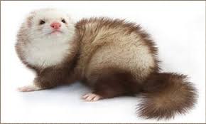 Ultimate List Of All Ferret Breeds Coops Cages Coops And