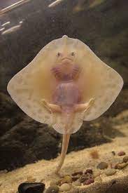 Baby Stingray Baby Animals Animals Cute Animals