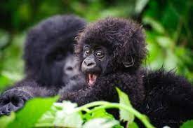 Lifespan Of Gorillas How Long Do Gorillas Live Bwindi Forest National Park