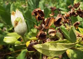 Image result for Nicotiana tabacum