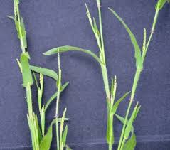 Image result for Hackelochloa granularis