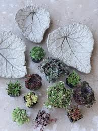 Diy Beton Pflanzschalen Aus Rhabarberblattern Fur Den Garten Pflanzen Pflanzschale Garten