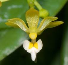 Image result for Ozoroa nitida