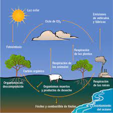 Para todos aquellos profesores o estudiantes que requieran de imágenes que hagan referencia al ciclo del dióxido del carbono, hemos recopilado algunas de las más detalladas. Ciclo De Carbon
