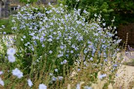 Image result for Cichorium
