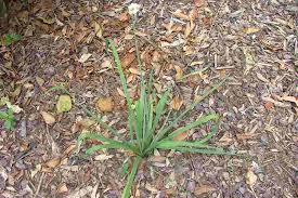 Image result for Nothoscordum borbonicum