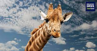 Im saarbrücker zoo sind mehr als 1000 tiere 150 verschiedener arten beheimatet, die sie ganz aus der nähe bestaunen können. Zoos Wolfspark Gondwana Spielplatze Diese Einrichtungen Sind Jetzt Wieder Geoffnet Breaking News Saarland