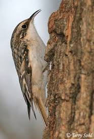 Bird With No Tail Feathers Creepers Family Certhiidae These Are Small Birds With Brown And White Plumage They Have A Thin Decurved Bill And Backyard Birds Birds Beautiful Birds
