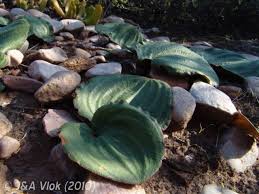 Image result for Eriospermaceae