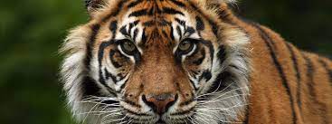 Sumatran Tiger Species Wwf Tiger Species Animals Wild Sumatran Tiger