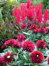 Frivolous Glow Dwarf Dahlia China Town Celosia And Fine Wine Weigela Weigela Florida Bramwell A Beautiful Flowers Plant Combinations Planting Flowers