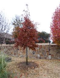 Some oak tree coloring may be available for free. Shumard Red Oak Tree Dallas Texas Treeland Nursery