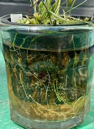 Image result for Genlisea