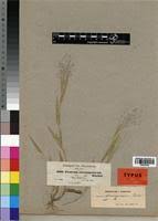 Image result for Panicum heterostachyum
