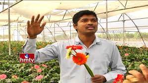 Gerbera Flowers Cultivation Techniques By Ideal Farmer In Polyhouse Nela Talli Hmtv Youtube
