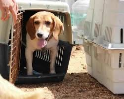 Check spelling or type a new query. 156 Beagles To Soon Transit Through Cupa To Loving Homes 27 April 2016 Cupa