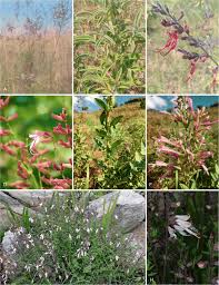 Image result for Syncolostemon elliottii
