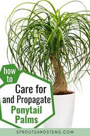 How To Care For Your Ponytail Palm Ponytail Palm Care Household Plants Plant Care