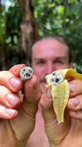 Real Banana vs Fake Banana: What Does a Real Banana Look Like?