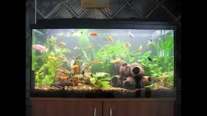 Homemade fish aquarium decorations image and description. Creative Diy Aquarium Decorating Ideas Youtube