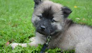 Unique cute dog names 2020: 500 Cute Puppy Names Puppy Leaks