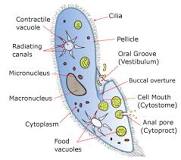 Image result