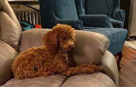 Feel free to browse hundreds of active classified puppy for sale listings, from dog breeders in pa and the surrounding areas. Redteddybear Poodle Puppies Redteddy Poodle Puppies
