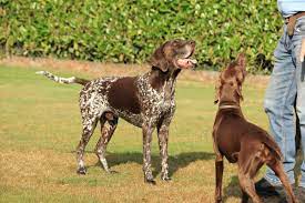 Many miniature shar pei dog breeders with puppies for sale also offer a health guarantee. Male Vs Female German Shorthaired Pointers Which Is Better