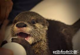 Best dining in tacoma, washington: 3 Month Old Rescued Otter Named Oscar Is A Hungry Cutie