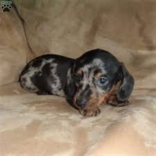 Puppies for sale near utah your search returned the following puppies for sale. Chip Miniature Dachshund Puppy For Sale In Ohio