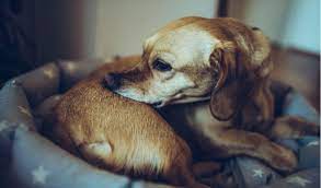 How it works · effective · fast · ask your veterinarian 5 Surprising Signs Your Dog Has Fleas Petcoach