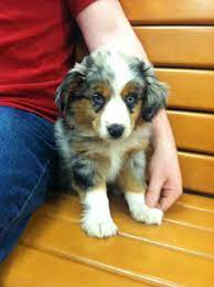 My Australian Shepherd Puppy Zoe When She Was Only 8 Weeks Old Australian Shepherd Puppies Australian Puppies Aussie Dogs