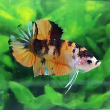 Live Betta Fish Fancy Tiger Koi Hmpk Halfmoon Plakat Male Betta Fish Betta Fish
