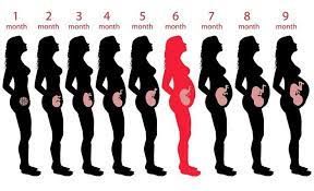 Pin On Pregnancy Diet
