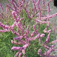 Image result for tamarix ramosissima pink cascade