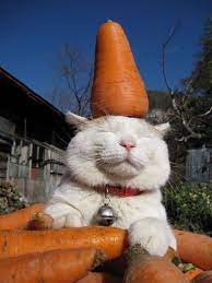 Carrots Cat Jpg 600 800 Pixels Cats Crazy Cats I Love Cats