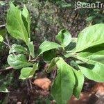 Image result for Afrocanthium mundianum