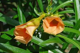 Image result for Cascabela