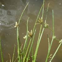Image result for Cyperus laevigatus