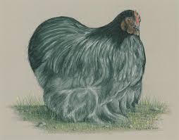 Ladies make great broodies and moms. Blue Bantam Cochin Pastel By Tod Locke