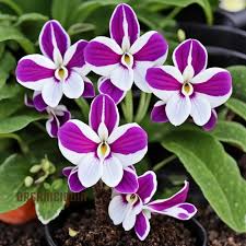 Image result for Streptocarpus glandulosissimus