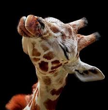 J Aime Les Animaux Le Meilleur Endroit Pour Les Voir Est Africa Du Sud Je Veux Aller Pour Voir Toutes Sortes D Animaux Cute Baby Animals Cute Animals Giraffe