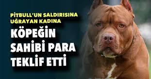 Pitbull Un Saldirdigi Kadin Kopegin Sahibinden Sikayetci Oldu