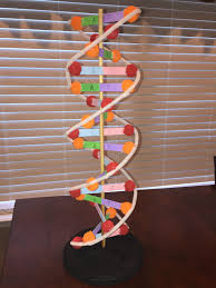 Many People Believe That American Biologist James Watson And English Physicist Francis Crick Discovered Dna In The 195 Dna Project Dna Model Project Dna Model